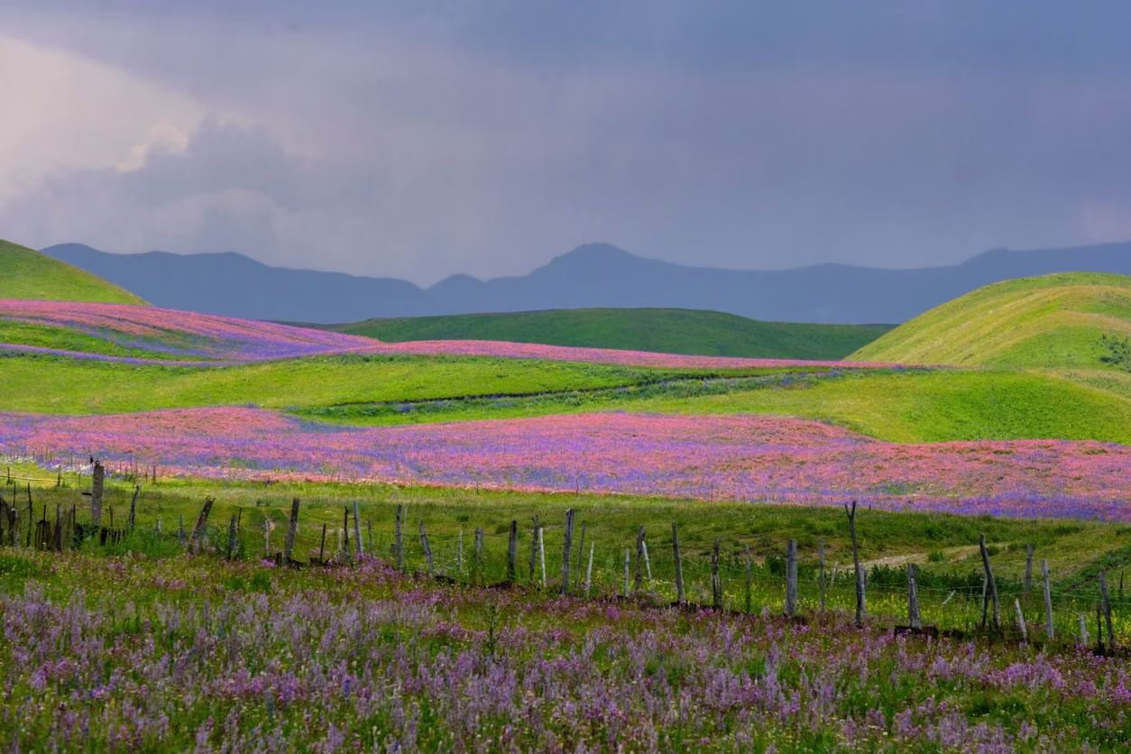 Rolling green fields patterned with violet flowers beneath a muted sky.