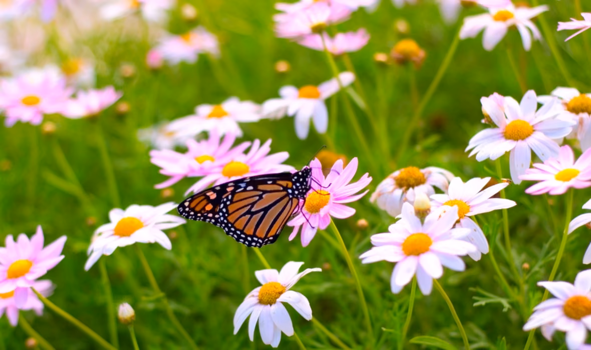 A daisy with a butterfly.