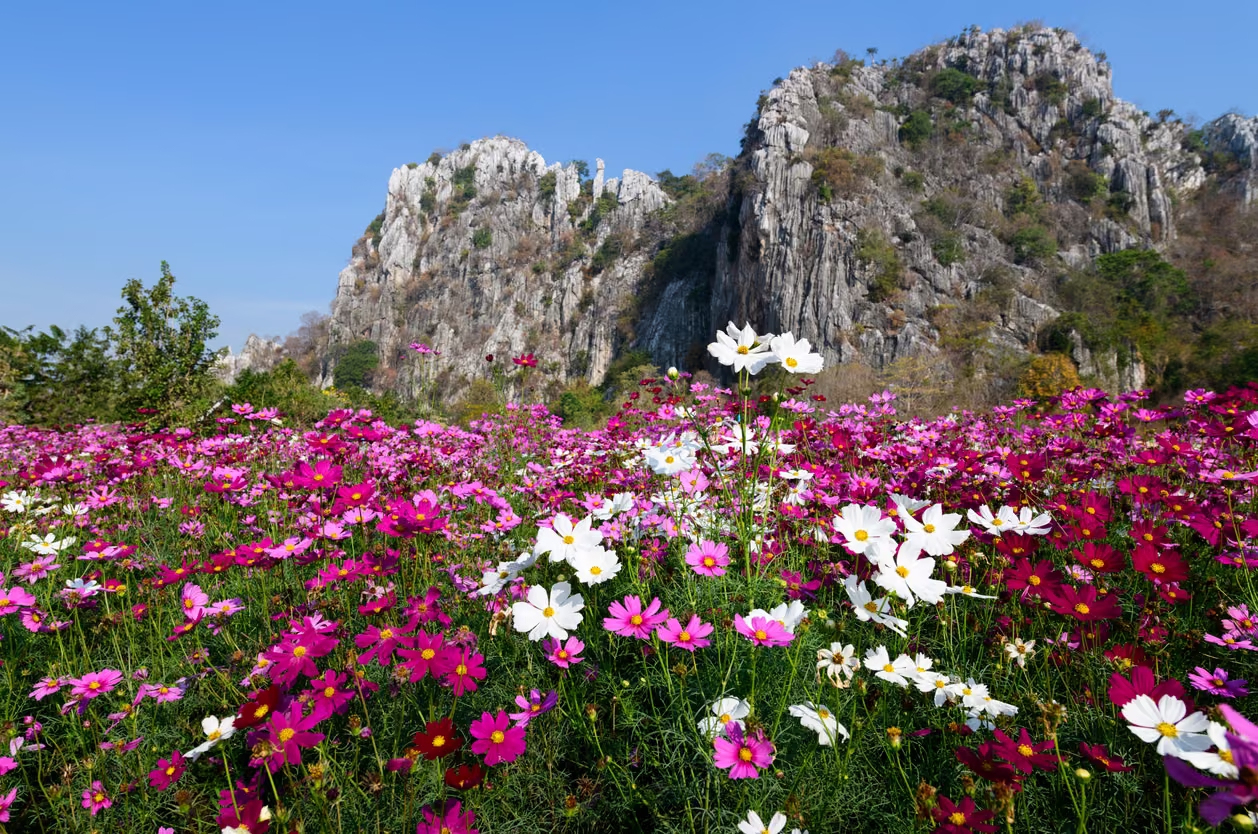 A peaceful nature scene.