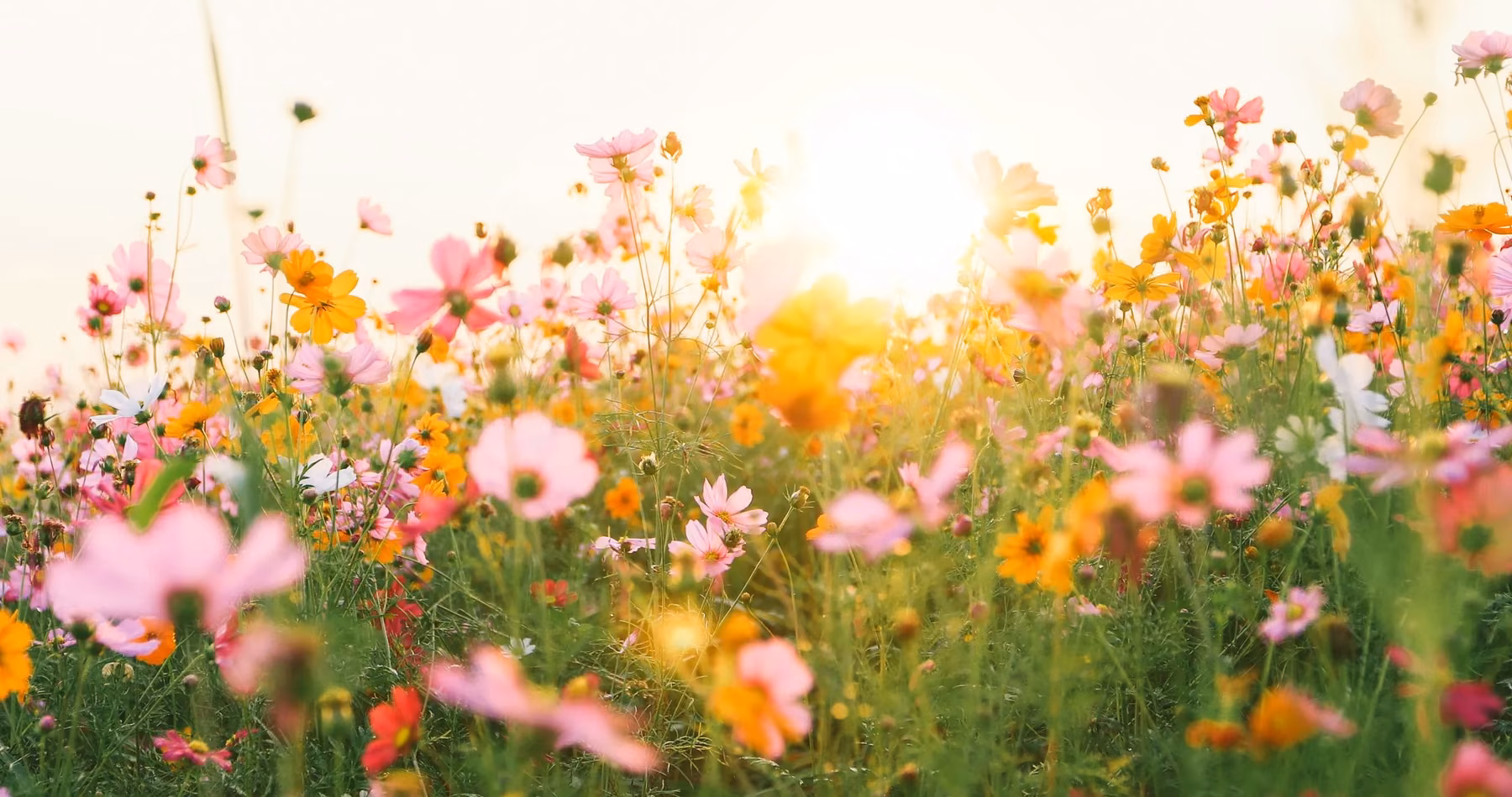Pink and orange wildflowers glowing in warm sunlight.