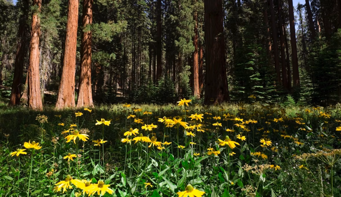A forest with yellow flowers.