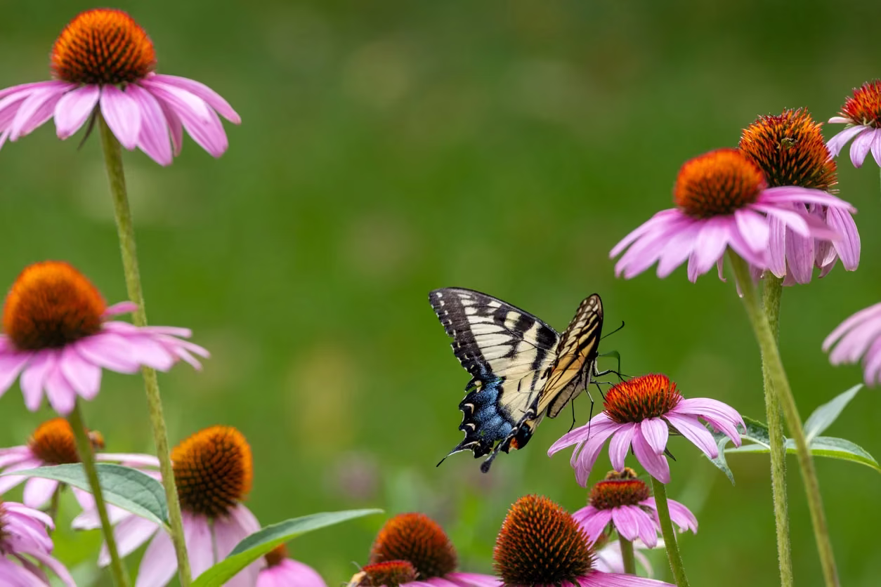 A butterfly resting among purple coneflowers.