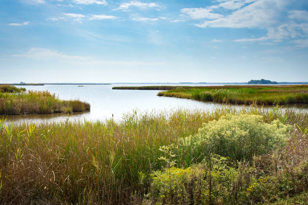 A quiet coastal marsh beneath a clear blue sky.